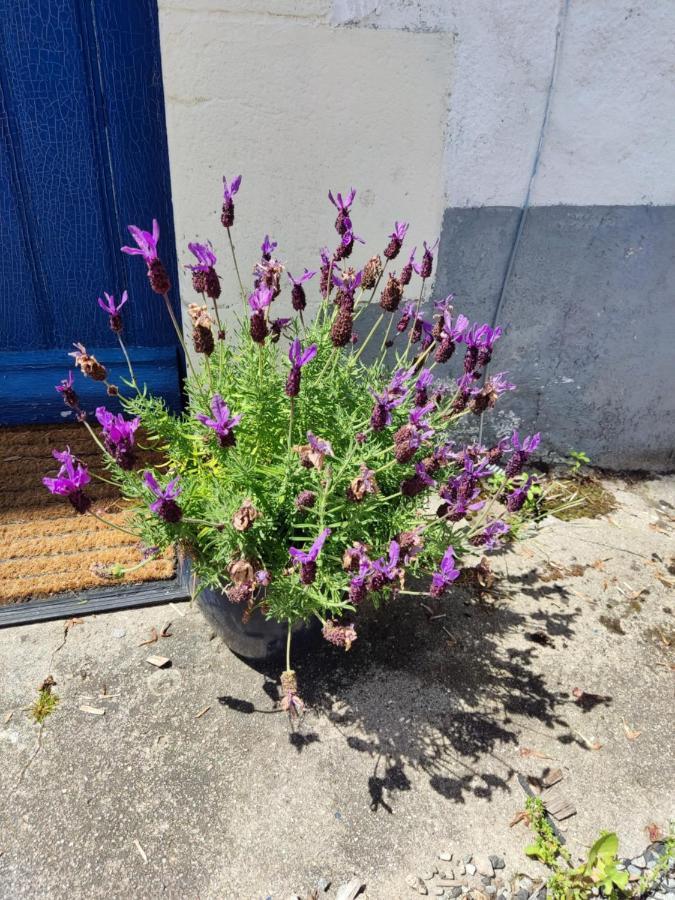 Bed and Breakfast 16 Bel Air Saint-Bonnet-de-Bellac Esterno foto